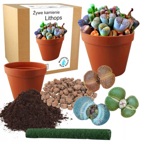 Kit za uzgoj Kaktusa Živih Kamena Lithops Sukuletni Sjeme 10 Kom