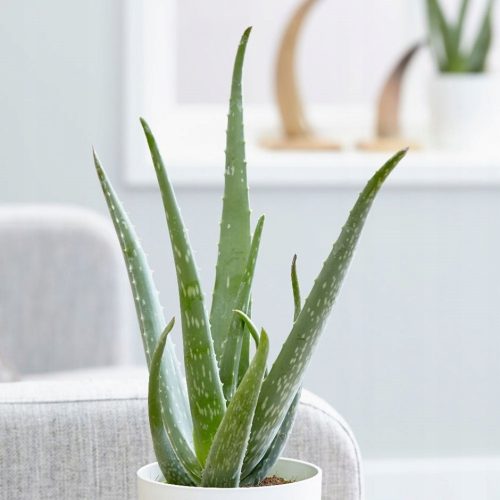 Aloe Vera Velika Ljekovita Sadnica u Posudi od 0,5l
