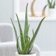 Aloe Vera Velika Ljekovita Sadnica u Posudi od 0,5l