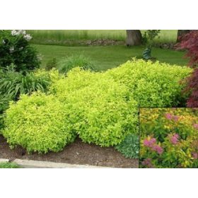   Japanska zlatna princeza - Sadnica ružičaste livadnice u posudi od 2-3l, dužine 20-30 cm