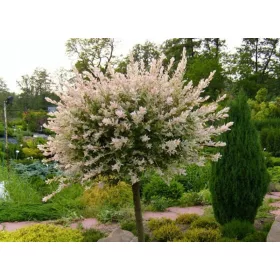   Wierzba japońska 'Hakuro Nishiki' u posudi od 2-3 litre, 120-140 cm