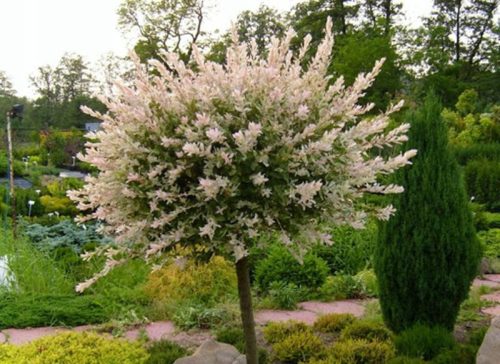 Wierzba japońska 'Hakuro Nishiki' u posudi od 2-3 litre, 120-140 cm