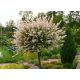 Wierzba japońska 'Hakuro Nishiki' u posudi od 2-3 litre, 120-140 cm