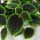 Pilea Mollis 'Moon Valley' u posudi od 0,5l
