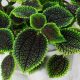 Pilea Mollis 'Moon Valley' u posudi od 0,5l
