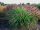 TRAVA RED HEAD PAKET OD 5 TRAVA U LONCU