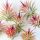 Tillandsia Crvena Ionantha Zračna biljka | Roślina Żyjąca w Powietrzu