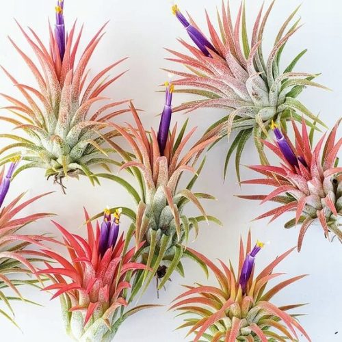 Tillandsia Crvena Ionantha Zračna biljka | Roślina Żyjąca w Powietrzu