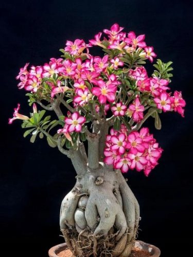 Pustinjska ruža ADENIUM OBESUM Mini Baobab