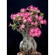 Pustinjska ruža ADENIUM OBESUM Mini Baobab