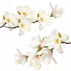 Zidne naljepnice Magnolije u bijeloj boji 100 x 50 cm