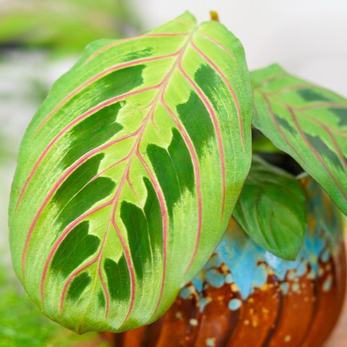 Trobojna Maranta 'Fascinator Tricolor' u posudi od 0,5l