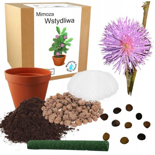Set za uzgoj ružičaste mimoze Stidljiva ružičasta mimoza