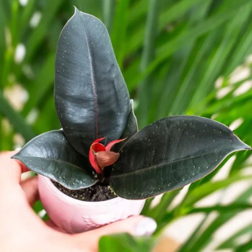 Fikus Elastica 'Robusta' u posudi od 0,5 l