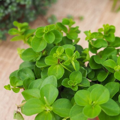 PEPEROMIA 'ROTUNDIFOLIA' Mała Kuglica - Zeleni Listovi za Vašu Domaću Džunglu