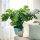 Monstera Deliciosa Velika 70 cm Saksija 0,5l